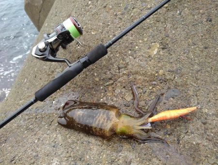 アオリイカは順調に成長